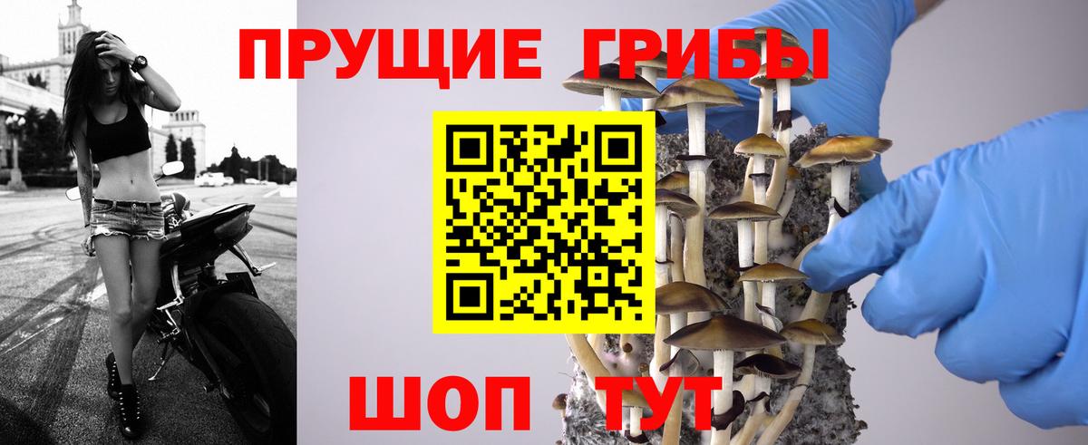 Пыть-Ях  купить   Вход с VPN  Псилоцибиновые грибы Psilocybe 